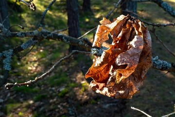 Dry oak leaves on a branch. Mystical photography.