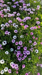 Cluster of pink blooms nestled amidst lush grass, creating a picturesque natural scene