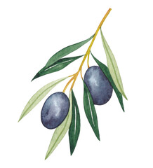 Watercolor  olive branches, leaves and berries. Hand painted nature elements isolated on white background. Plants illustration for design, print, fabric or background.