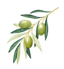 Watercolor  olive branches, leaves and berries. Hand painted nature elements isolated on white background. Plants illustration for design, print, fabric or background.