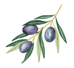 Watercolor  olive branches, leaves and berries. Hand painted nature elements isolated on white background. Plants illustration for design, print, fabric or background.