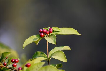 small berries growing on the branches of trees in the forest