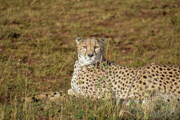 Majestic cheetah resting in the field looking straight at the camera.