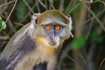 Sykes' monkey, Cercopithecus albogularis, gazing directly into the camera.