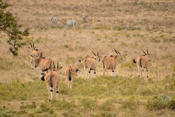 Group of eland antelopes walking in the vast golden field.