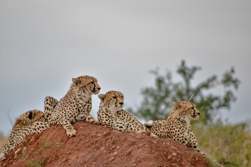 Group of cheetahs resting on a large rock and looking around. © Wirestock