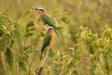 Two white-fronted bee-eaters perched on a branch with green foliage. Merops bullockoides.