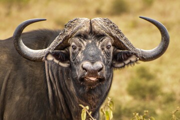 Large African buffalo looking at the camera.