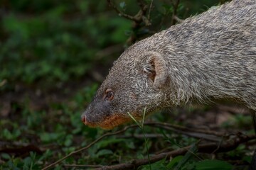 Close-up shot of a banded mongoose, Mungos mungo.