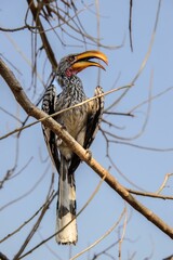 Image of a Southern yellow-billed hornbill bird perched on a branch