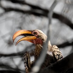 Image of a Southern yellow-billed hornbill bird perched on a branch