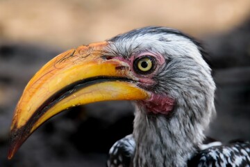 Image of a Southern yellow-billed hornbill bird perched on a branch