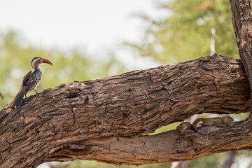 Southern yellow-billed hornbill bird perched on a tree branch