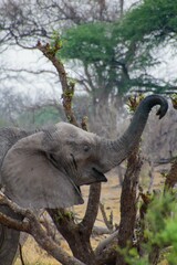 Obraz premium African elephant standing beside a tree branch