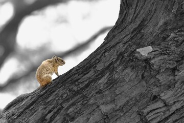 Cute small rock squirrel on the tree trunk
