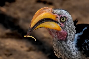 Closeup of the beak of a Southern yellow-billed hornbill bird holding food