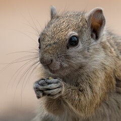 Closeup of a small cute rock squirrel