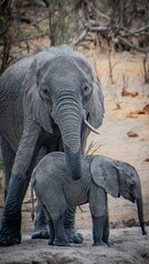 Fototapeta premium Adorable scene of an adult and baby elephant standing side by side