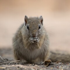 Closeup of a small cute rock squirrel snacking on something on a deserted field