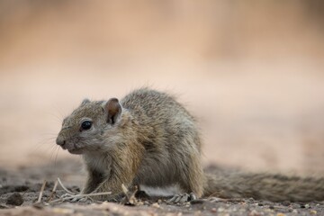 Of a small, adorable rock squirrel feeding on a meal in a barren landscape
