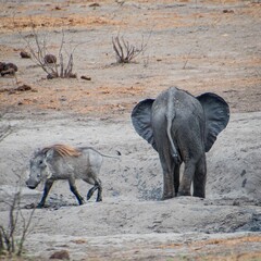 Majestic African elephant in a desolate savanna, with a warthog nearby