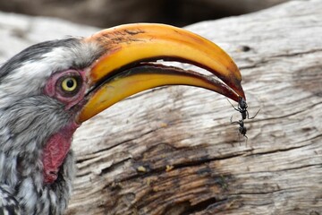Closeup shot of a Southern yellow-billed hornbill with a small insect in its beak.