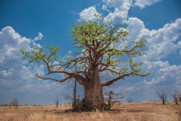 Gorgeous Adansonia digitata tree standing in a dry landscape against a blue sky with fluffy clouds