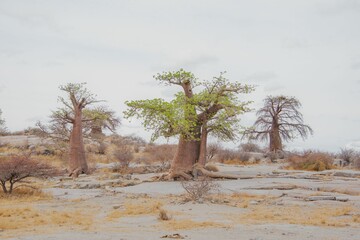 Picturesque view of Baobab trees standing in a dry landscape