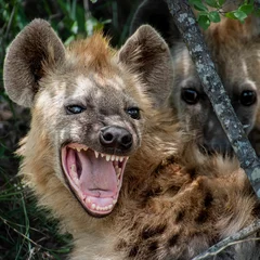  Closeup of two hyenas, one of them yawning with an open mouth. © Wirestock
