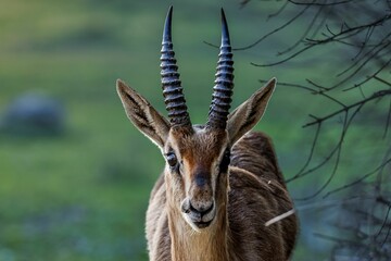 Beautiful antelope with two horns is seen gracefully walking across a lush green grassy field