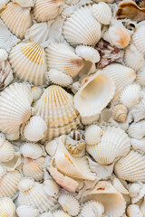 Background of shells and small white conchs.