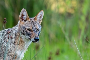 a coyote standing alone in the middle of long grass and weeds