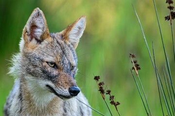 the animal is looking intently through some wild plants out front