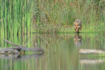 a photo of a small cat in the water near grass and trees