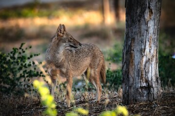 a single jackal looking off into the distance in a wooded area
