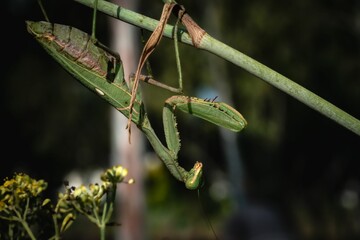 a large praying mantisde stands next to some plant life