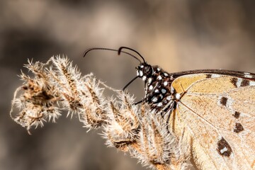 a small butterfly is sitting on some grass while other insects look on