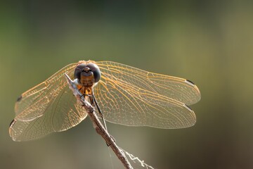 the wings of a artefacts sitting on a twig in front of green background