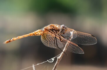 a brown and black dragonfly perched on a tree branch