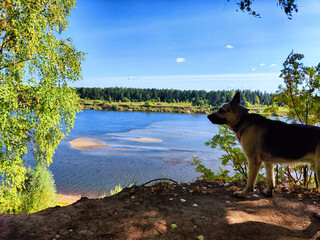 Big dog German Shepherd near water of a lake or river on summer, spring or autumn time. Russian...