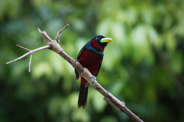 Black-and-red Broadbill bird on a branch in Sukau, Sabah, Borneo, Malaysia