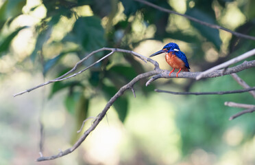 Blue-eared Kingfisher in sunlit landscape on a branch in Sukau, Malaysia