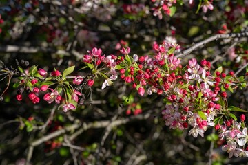 the branches with flowers are in bloom on the tree branch