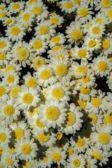 Fototapeta premium A vertical shot of Marguerite daisy