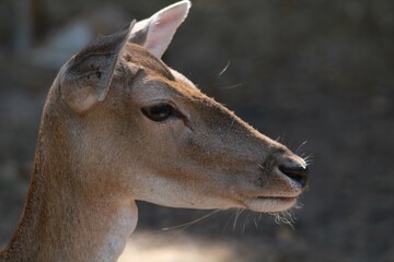 White-tailed deer stands in a large outdoor space on blurred background