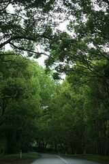 Tranquil street with a canopy of tall trees and lush green grass framing the sides