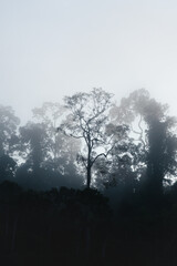 Silhouettes of rainforest trees in a foggy early morning at Sukau, Sabah, Borneo, Malaysia