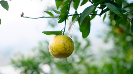 Close-up of ripe orange hanging from tree branch with green leaves in orange orchard. Depicts...