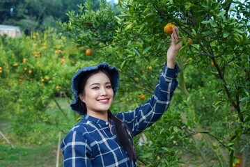 Smiling young Asian woman in plaid shirt and hat, reaching for ripe orange on tree in orchard....