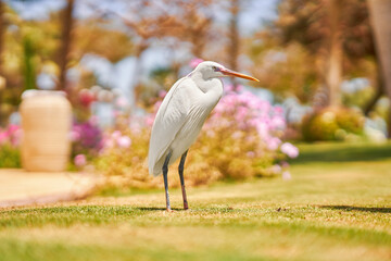 Picture of egypt egret bird on green grass